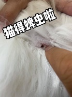 养过宠物的屋子会有虫子吗