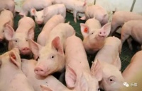 小猪很可爱，却比较难管理，这些方法帮你管理小猪