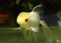 宠物鱼怀孕，如何科学养护？