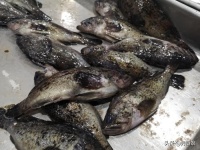 这鱼因长得丑被“嫌弃”，懂行的才会买，才8块钱1斤，比带鱼还鲜