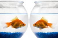 鱼缸的风水讲究，用好了财旺家旺运道旺