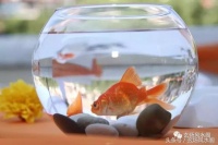 你家养鱼了吗？鱼缸的风水讲究！
