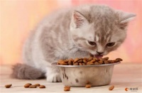 小奶猫可以吃什么食物 能吃米糊吗