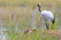 观鸟经济持续升温 催生消费新业态