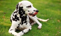 斑点狗喂养技巧