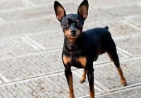 迷你杜宾犬喂养技巧指南