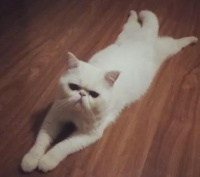 新手养猫必备技巧：如何训练猫咪趴下和起来？