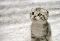 新手养猫技巧：如何让猫咪记住自己的名字？