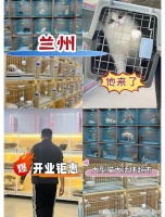 兰州购买宠物猫狗的正规平台?这里安全可靠能挑选心仪的宠物哦