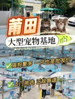 莆田最大的宠物市场在哪里？这里有你想要的还能亲自挑选宠物哦