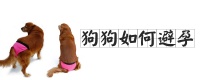 狗狗如何避孕铲屎官要知道