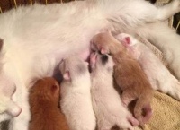 猫的繁殖周期及生育时间（了解猫咪生育的关键时刻）