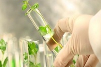 猪笼草的繁殖方法?