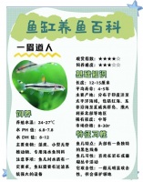 养一眉道人鱼注意事项