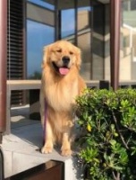 给狗狗驱虫用什么药？健康防护是基石