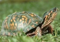 用什么眼药水可以治乌龟白眼病