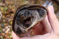 世界十大最受欢迎的宠物龟2025年排行榜前十名榜单出炉