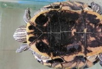 巴西龟可以脱水多长时间（太久会死吗）