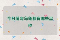 今日萌宠乌龟都有哪些品种