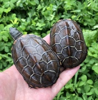 5种最适合初学者的宠物龟推荐