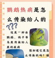 鹦鹉生病了怎么办？（常见鹦鹉疾病及解决方法）