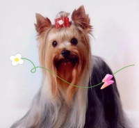 如何有效地为约克夏去除牙垢？（宠物美牙必备——约克夏刷牙指南）