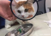 猫咪补充乳铁蛋白真的有用吗？别交智商税？