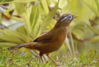 怎么给鸟洗澡 宠物鸟洗澡的方法及好处