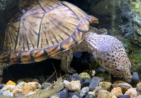 剃刀龟高价之谜：供需与特性的市场博弈