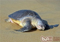 太平洋丽龟价格