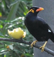 八哥鸟多少钱一只？八哥鸟挑选技巧