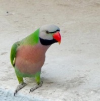 宠物鸟繁殖需要哪些因素？