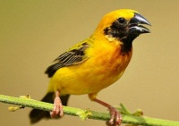 如何教八哥说话？教八哥说话的方法