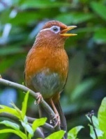 画眉鸟为什么会突然不叫了？