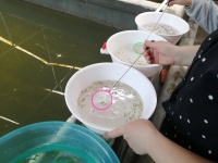 梅口乡欣航生态观赏鱼“游”出去，让特色产业“活”起来！