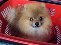 世界名犬智商排名前十,揭秘世界名犬智商排名前十的神秘犬种