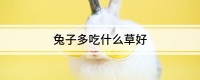 兔子多吃什么草好