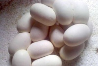 为什么农村人遇到蛇蛋却不愿意碰，难道蛇蛋不能吃吗？