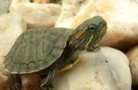 巴西龟能吃吗怎么杀视频：巴西龟能吃吗？如何科学处理与控制外来入侵物种—巴西龟捕杀方法探讨