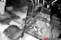 宠物巴西龟走上餐桌 体内含沙门氏杆菌须慎食