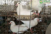 鸽子吃什么食物长得大又壮又肥？