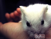 如何观察仓鼠是否健康？