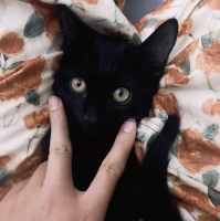 南阳宠物赠送/领养电话