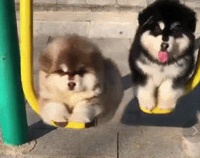 幼犬发育饮食笔记，进来抄作业啦