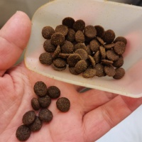 对消化好的狗粮推荐！FISH4DOGS呵护狗狗敏感肠胃