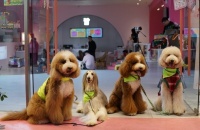 白云机场宠物航站楼举办文明养犬暨导盲犬示范活动