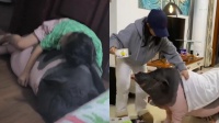 女子把猪当宠物养到300斤 ：猪比猫狗都好养，洗澡也好洗