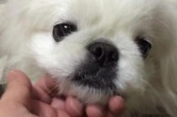 跟宠物狗亲了会怎么样