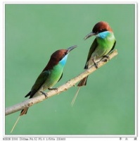 学鸟语？揭秘宠物鸟的沟通技巧！