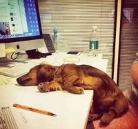 燕窝加什么狗狗更好